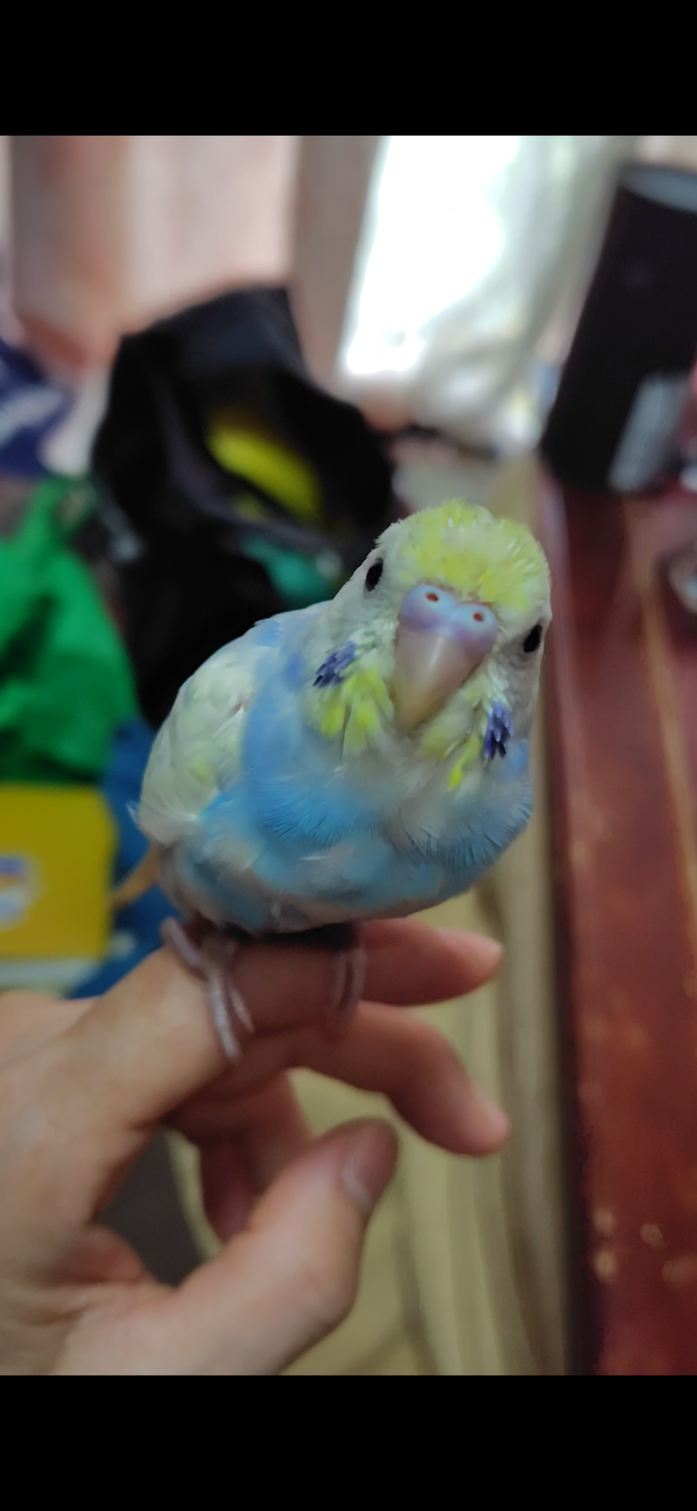 とりちゃん
