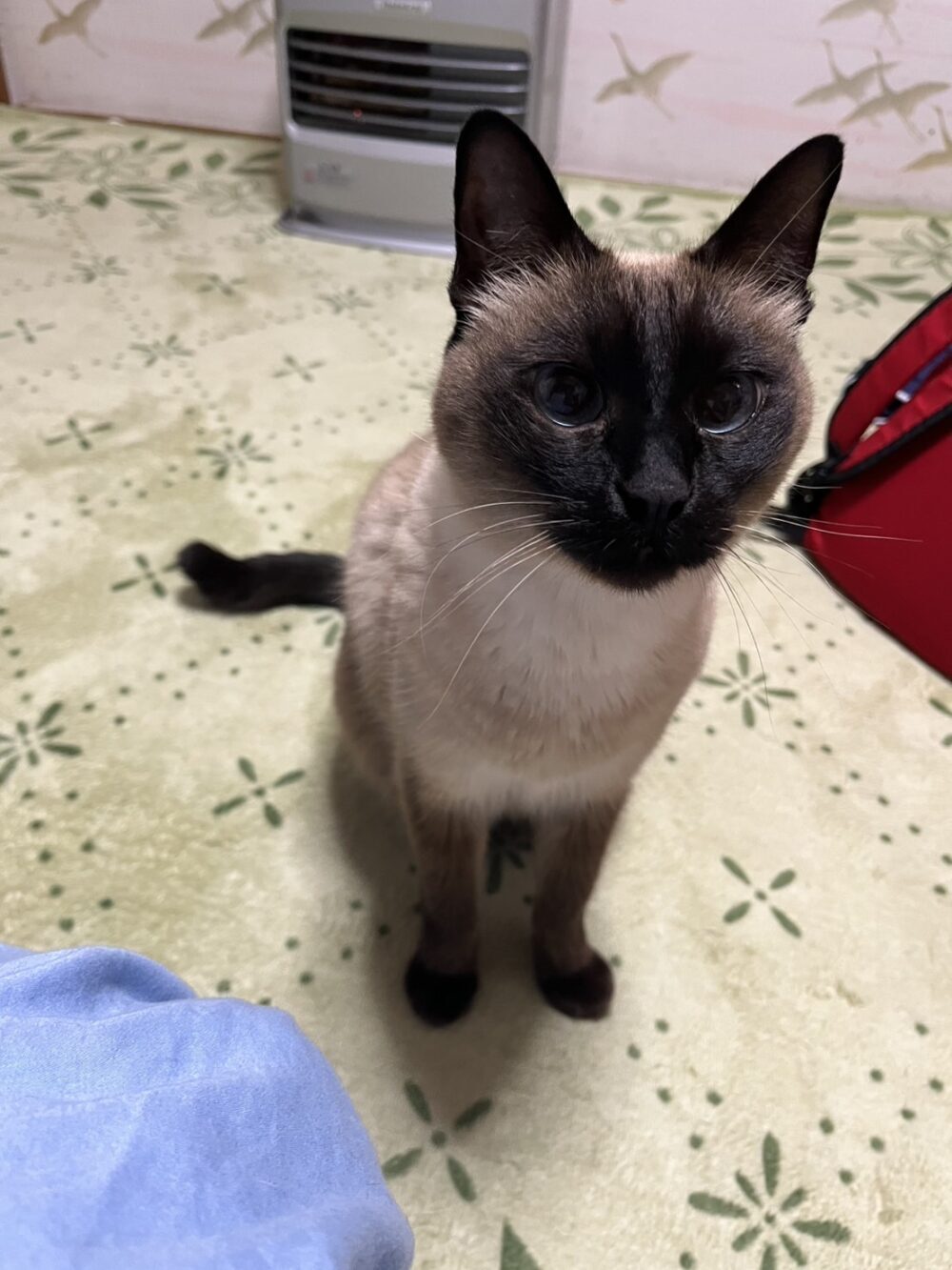 Aoko