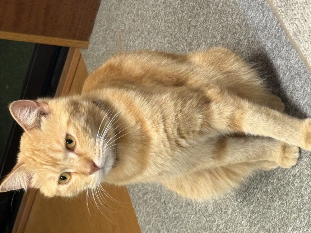 あかさ