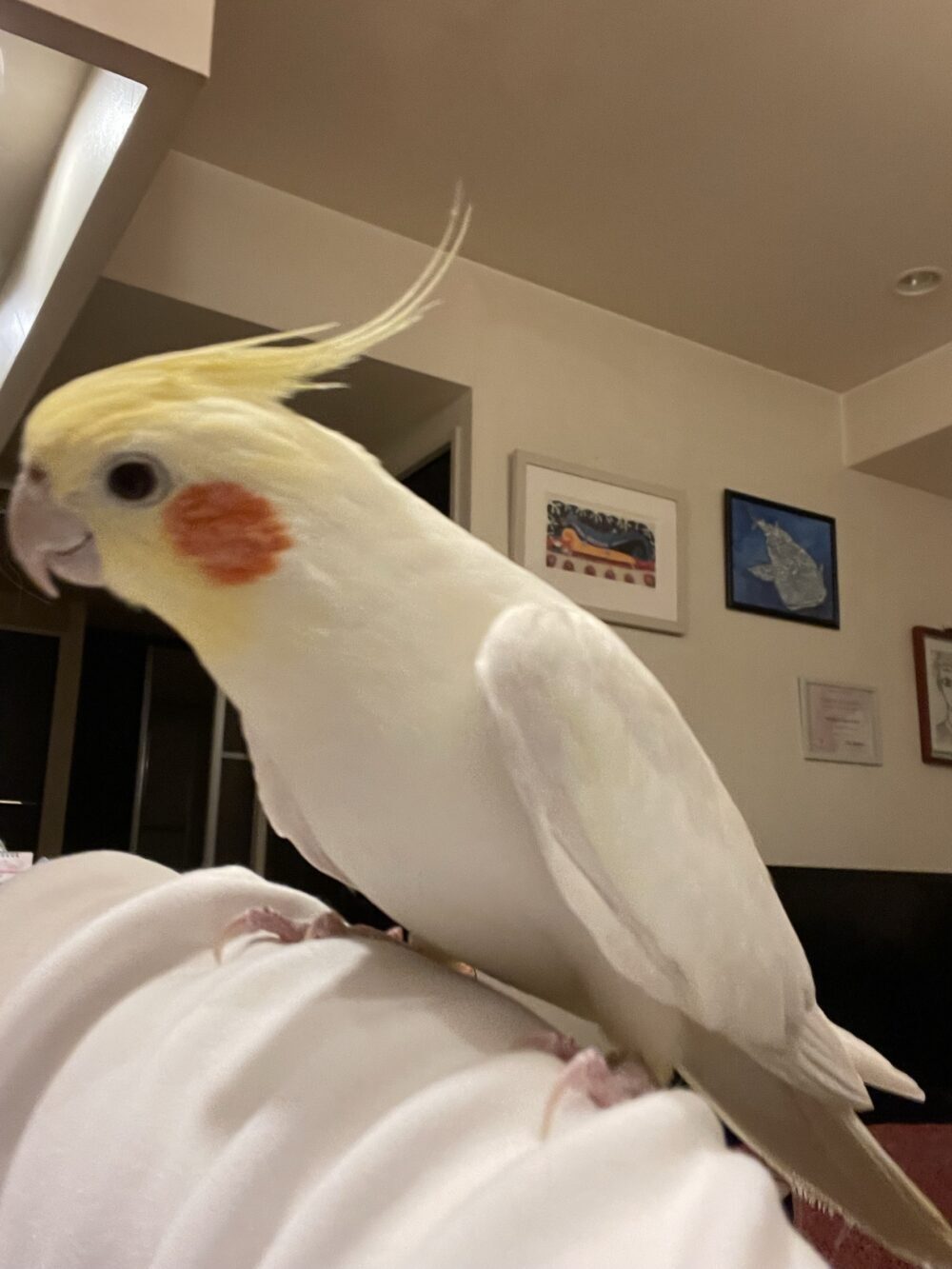 マリ