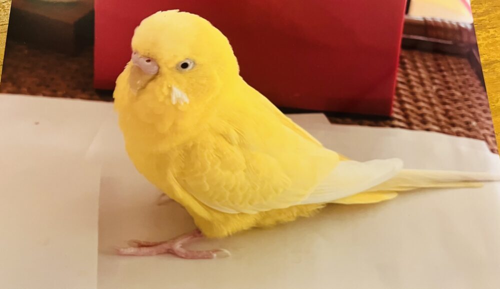 ぴーちゃんの飼い主