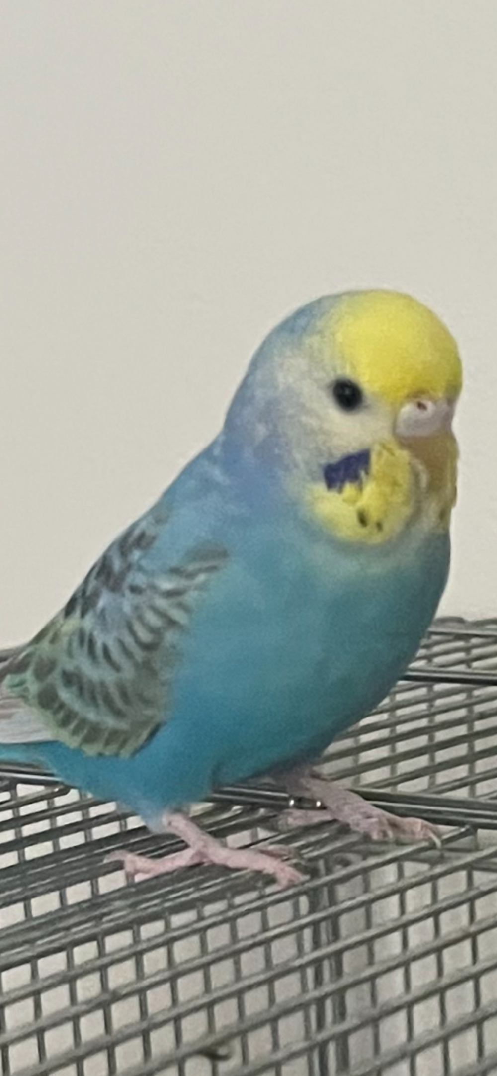 ゆゆゆ