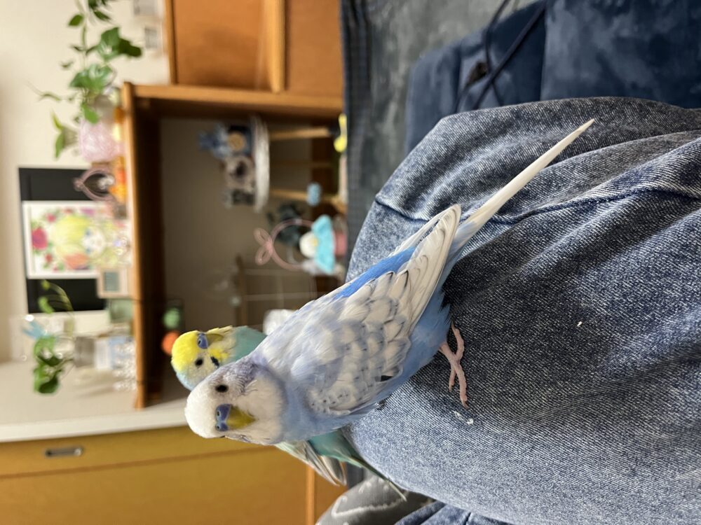 ぼる