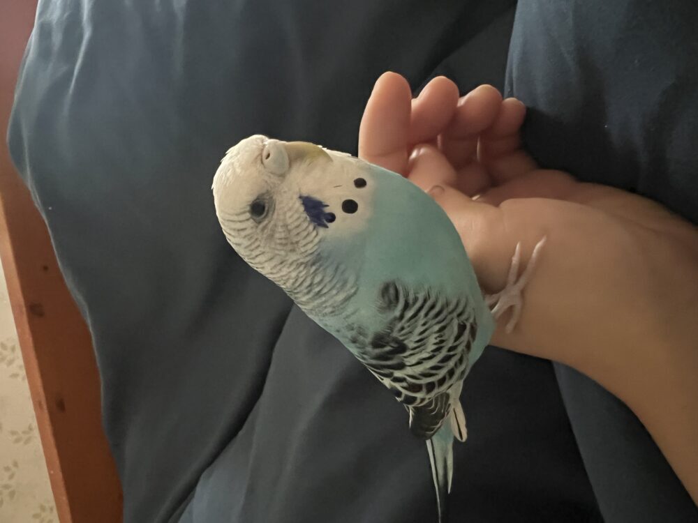 イシワタ