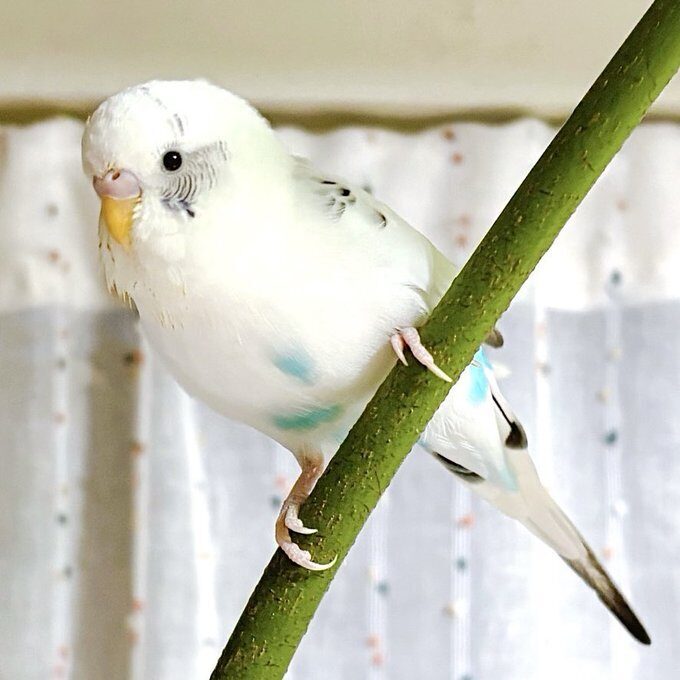tam
