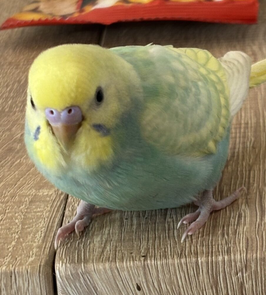 えむ