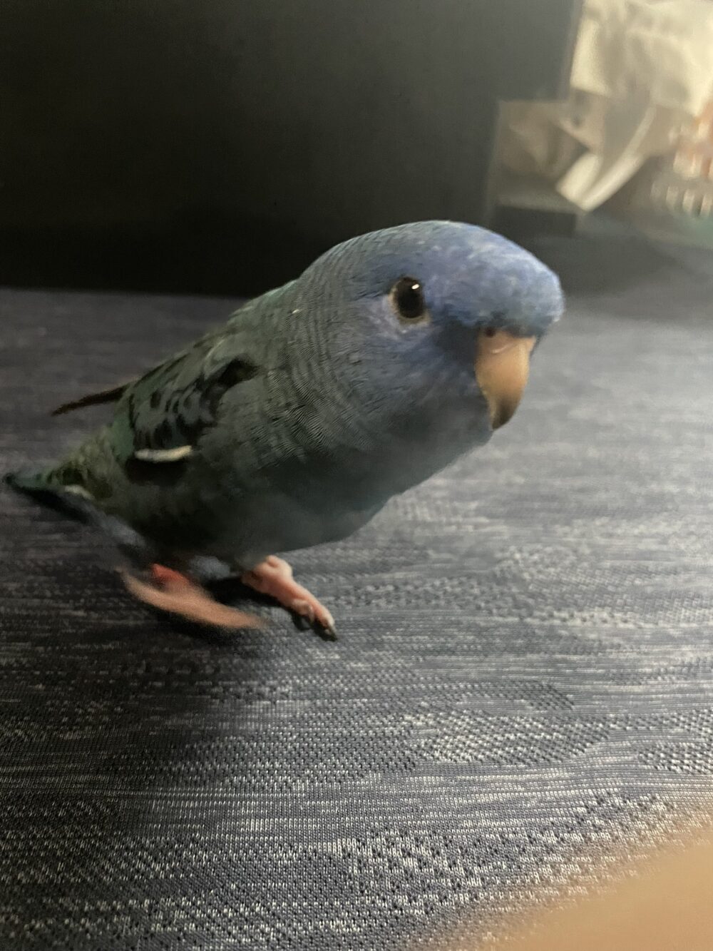 ましろ