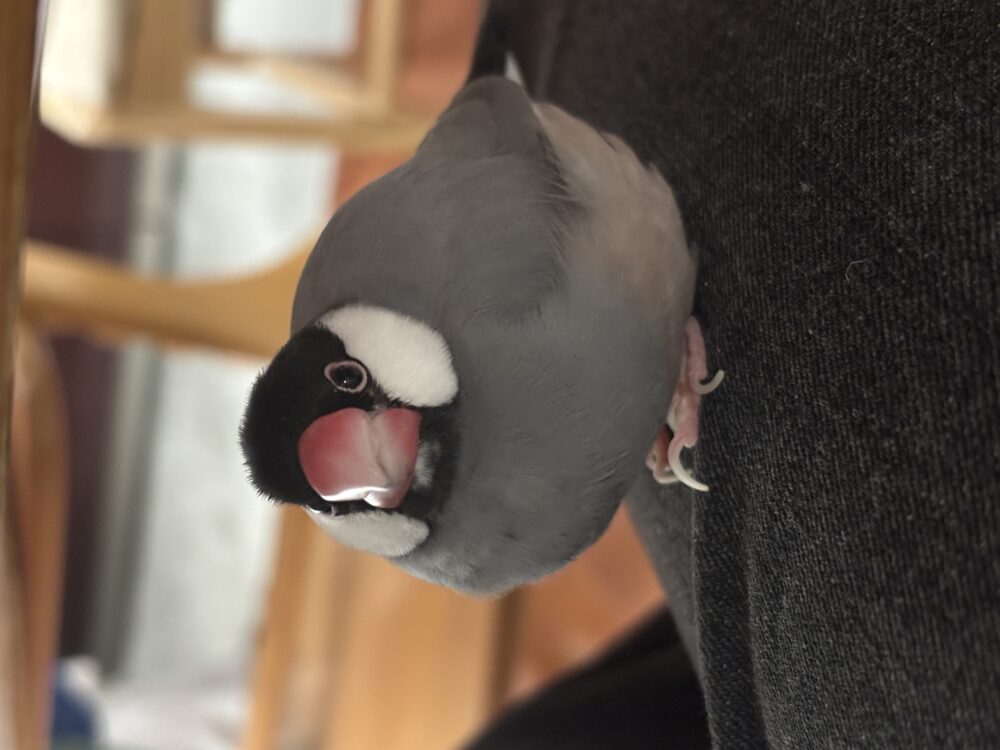 ポムきち