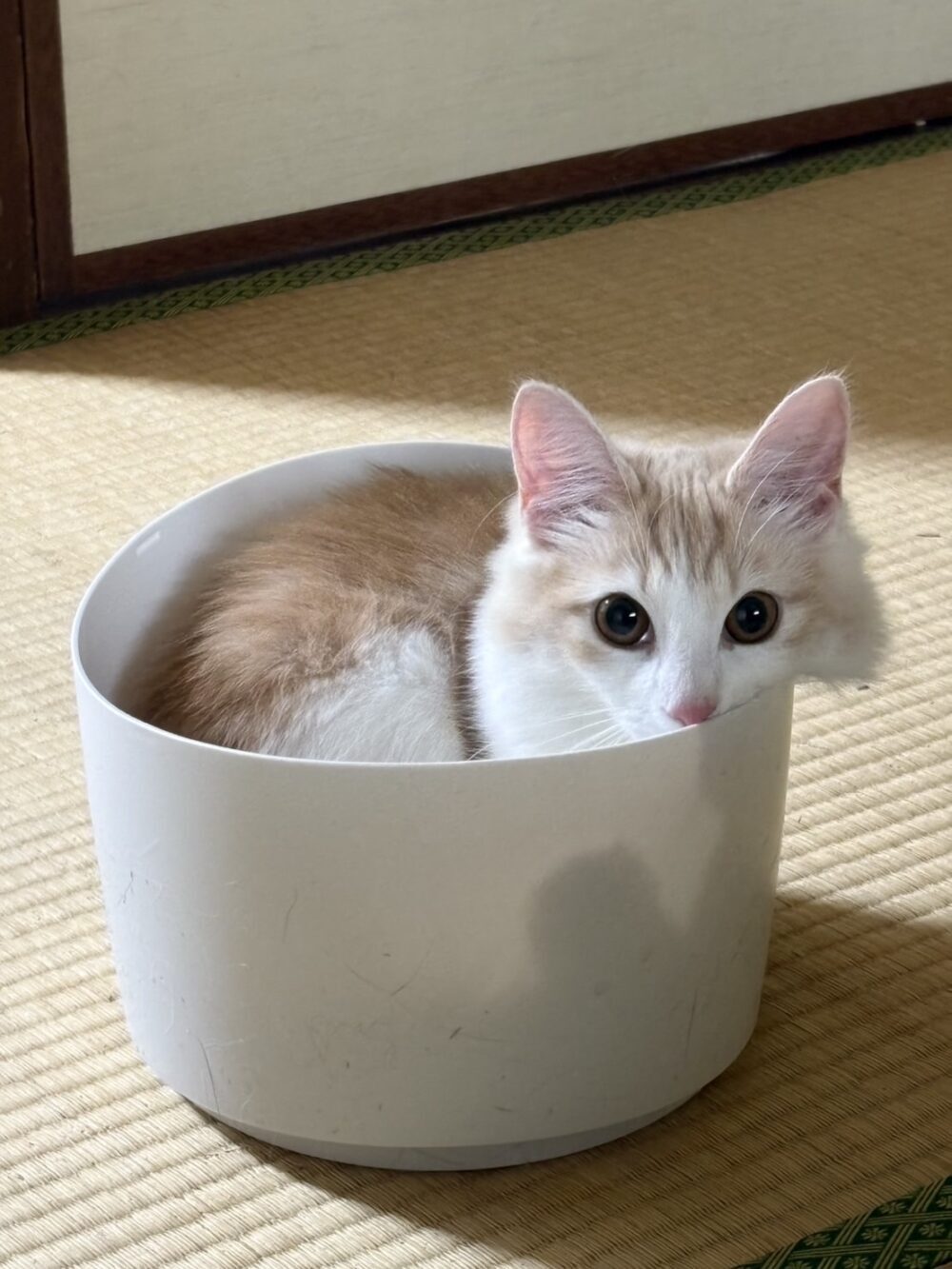 やま