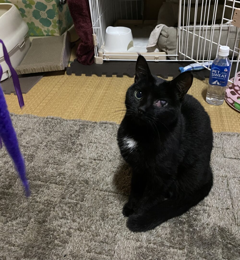 ミニ