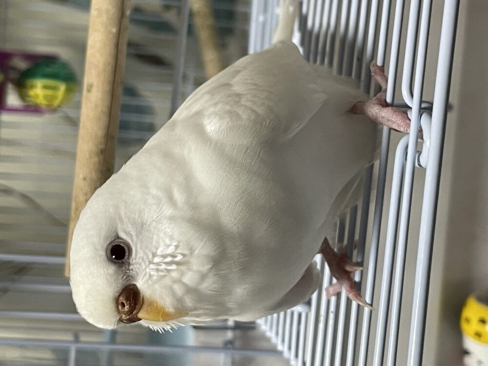 エイリン