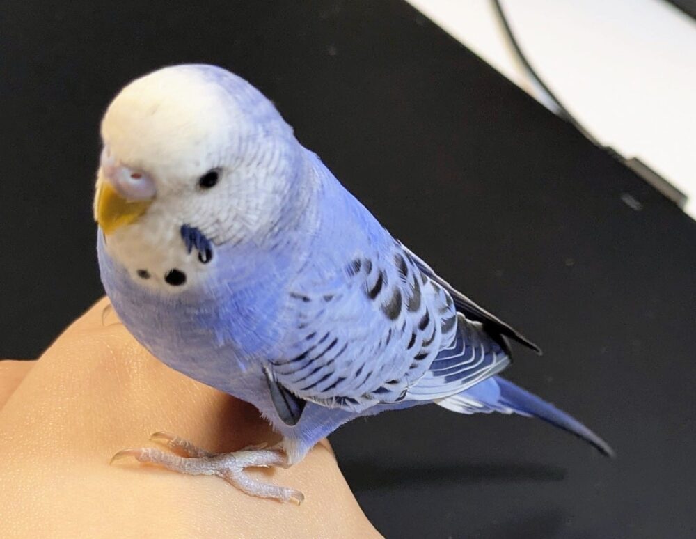 あめ