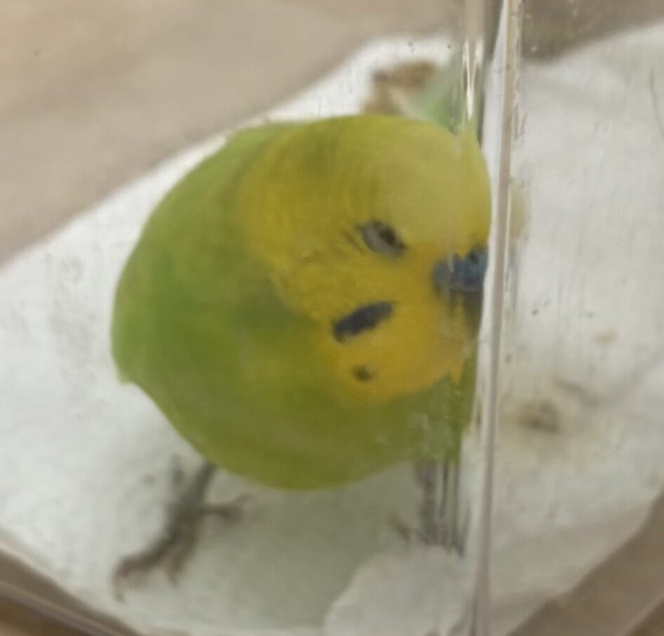あーちゃん
