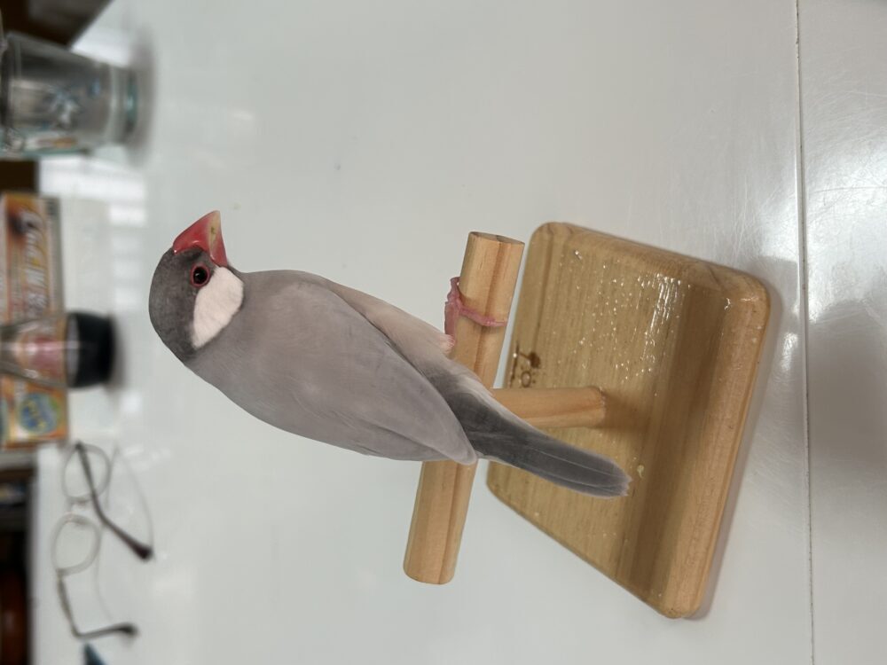 えり