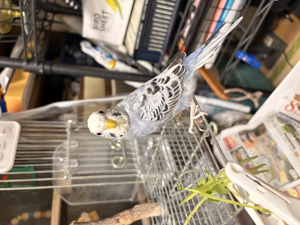 のん