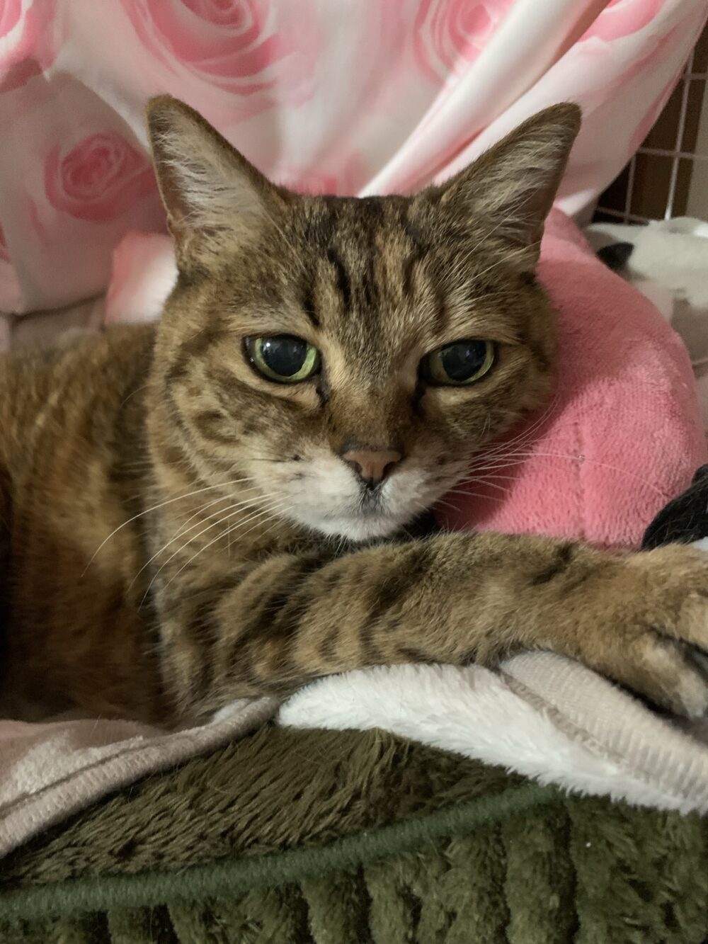 さくられい