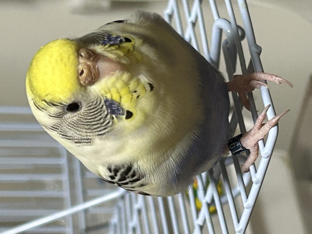 あっちゃん