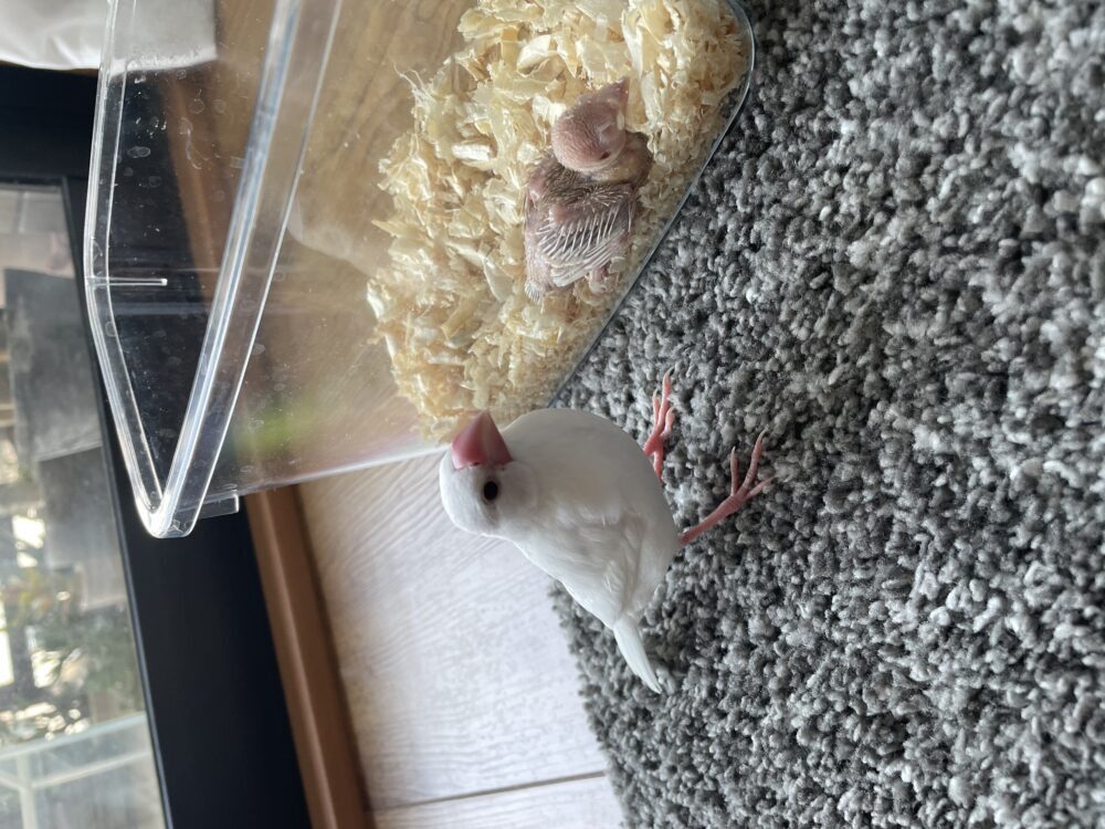 さお