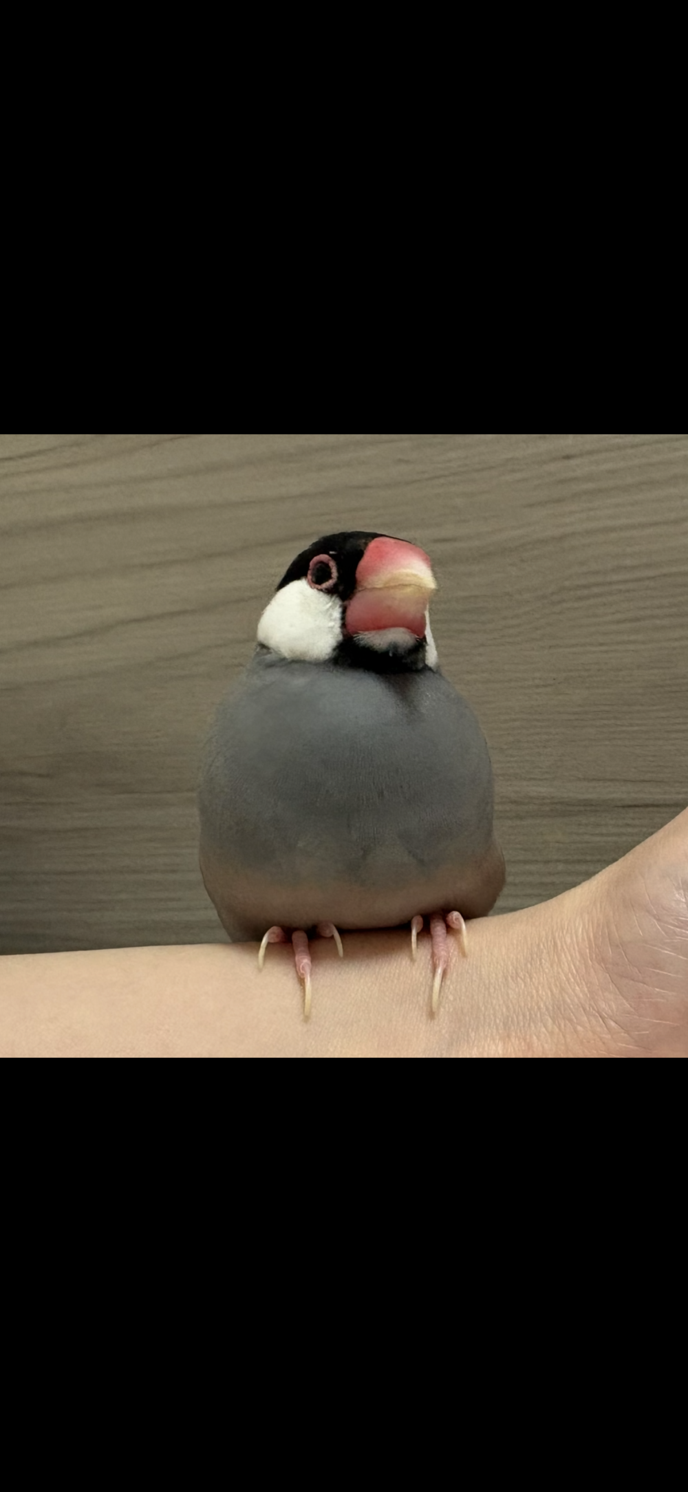麦