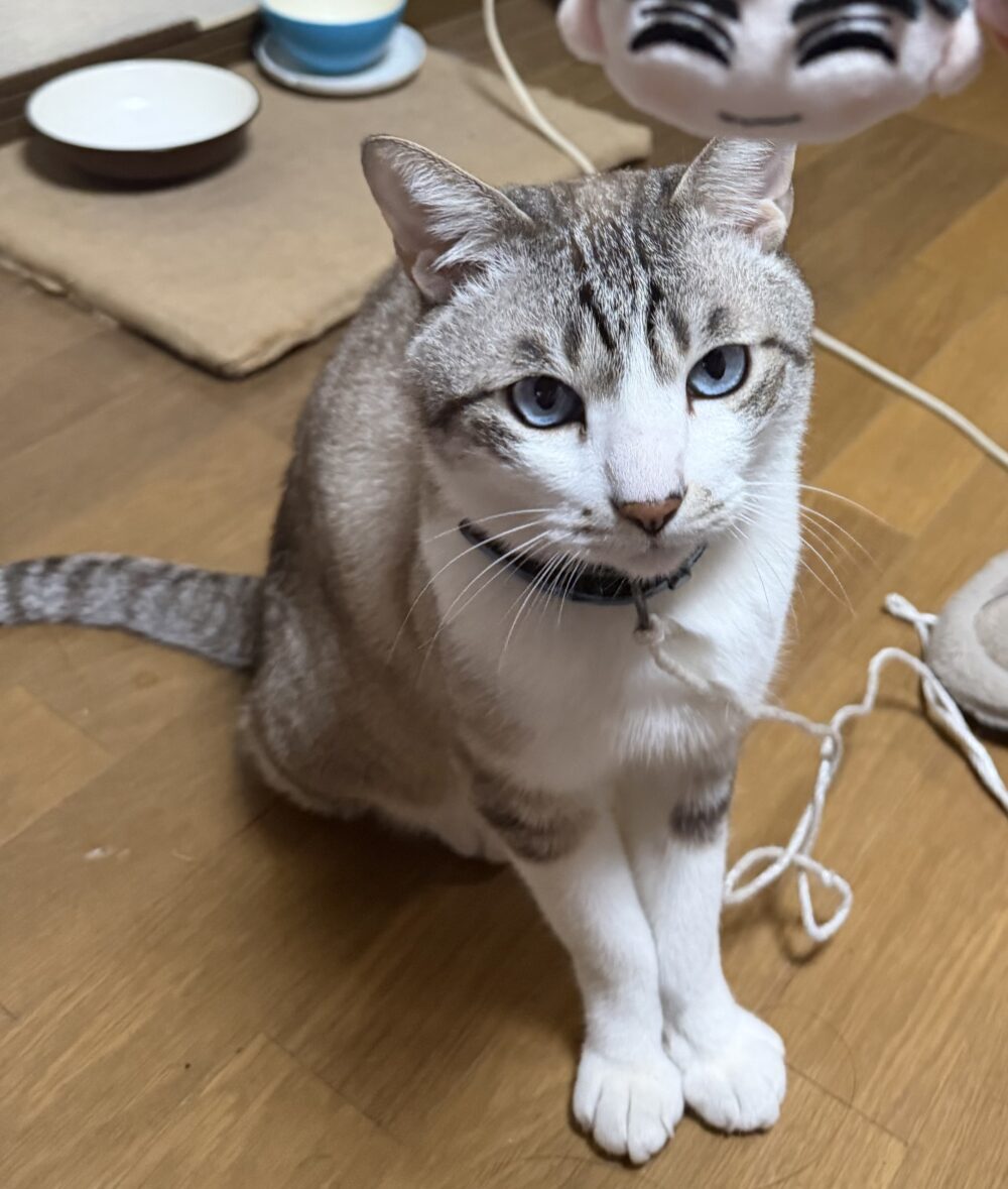 さくら