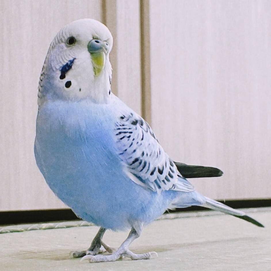 三太