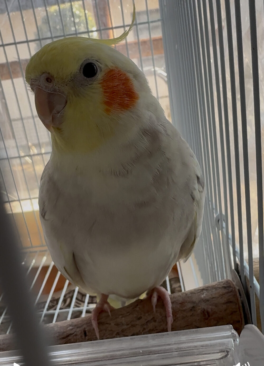 うめきち