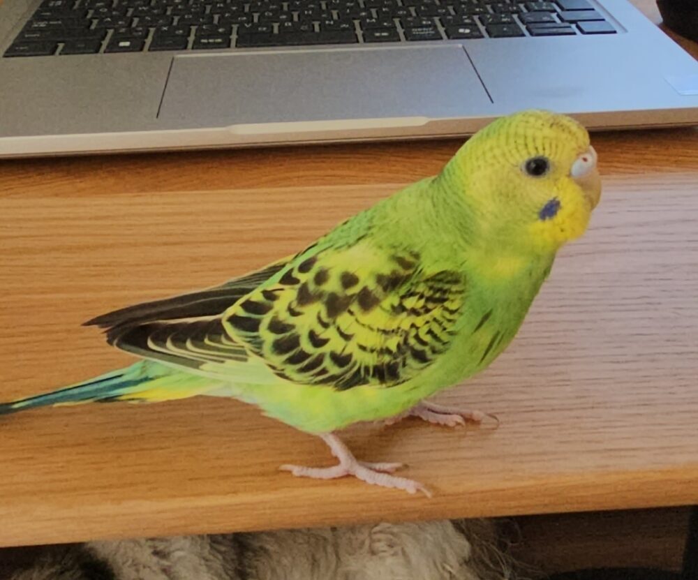 はな