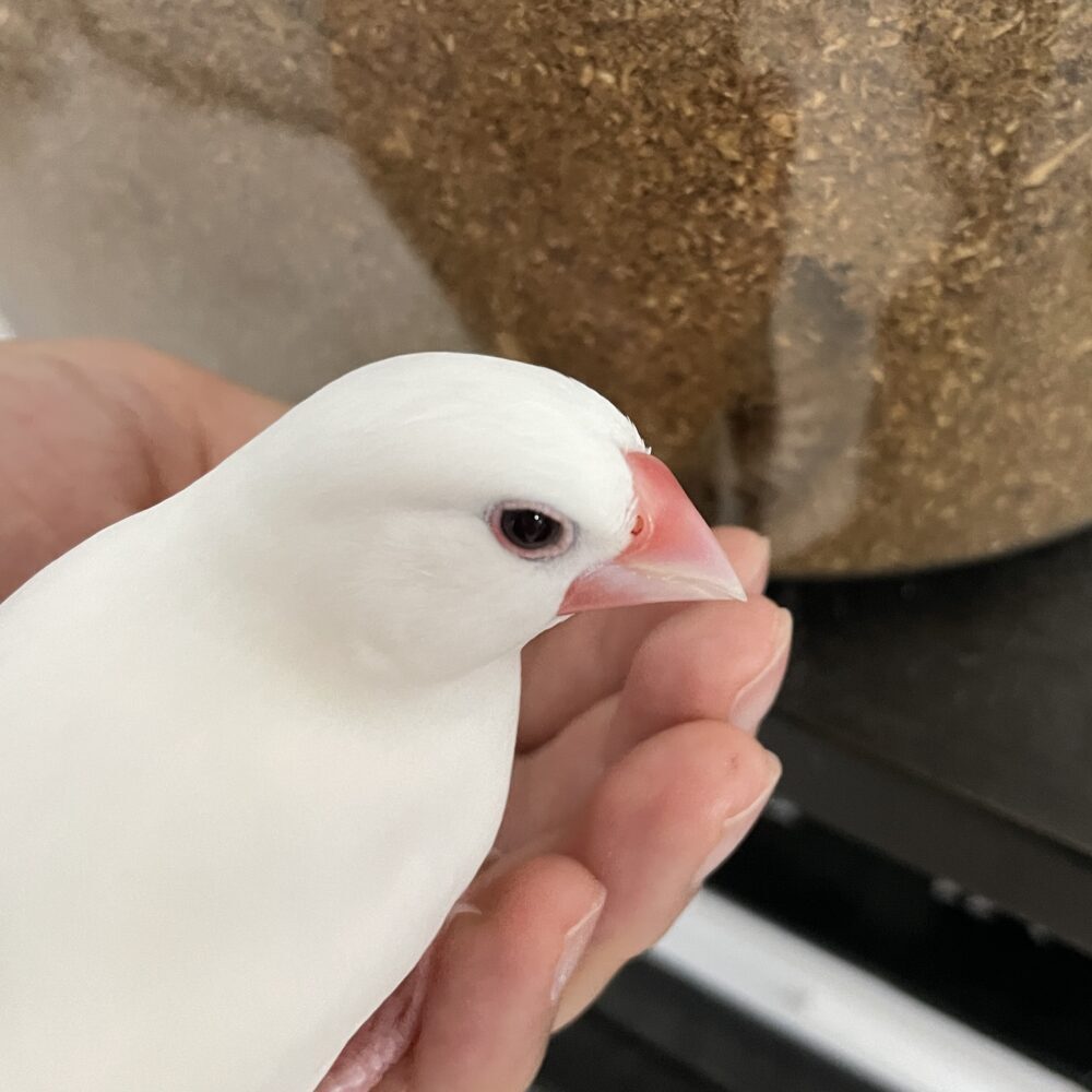 シノ