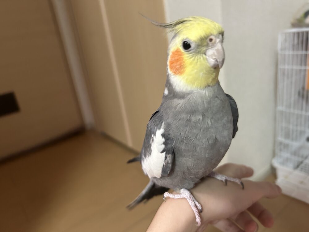 りん