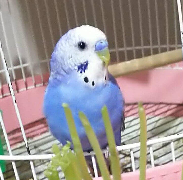 レオンのママ