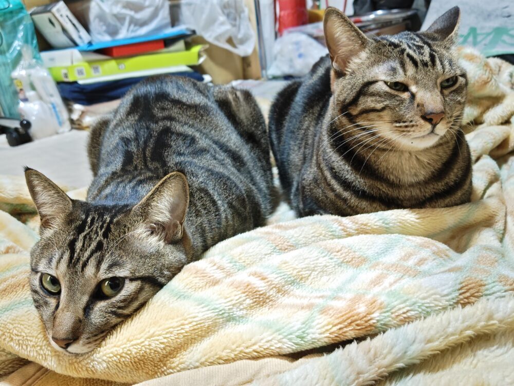 ちび太