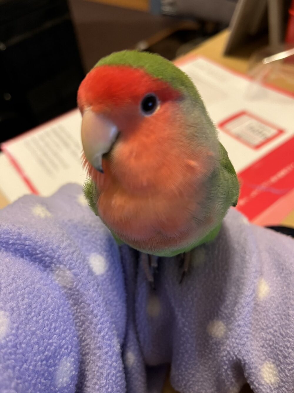ポポ