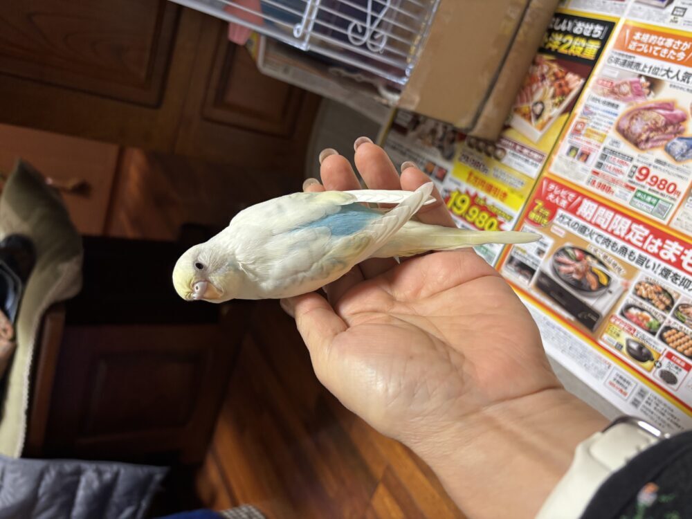 やまちゃん