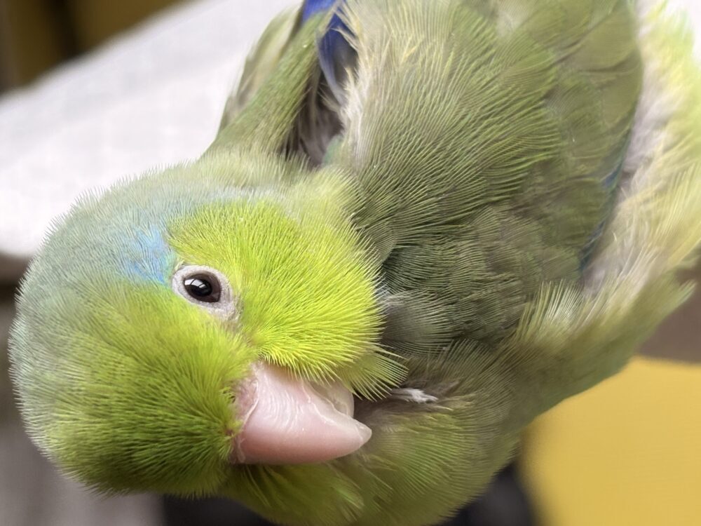 tokko