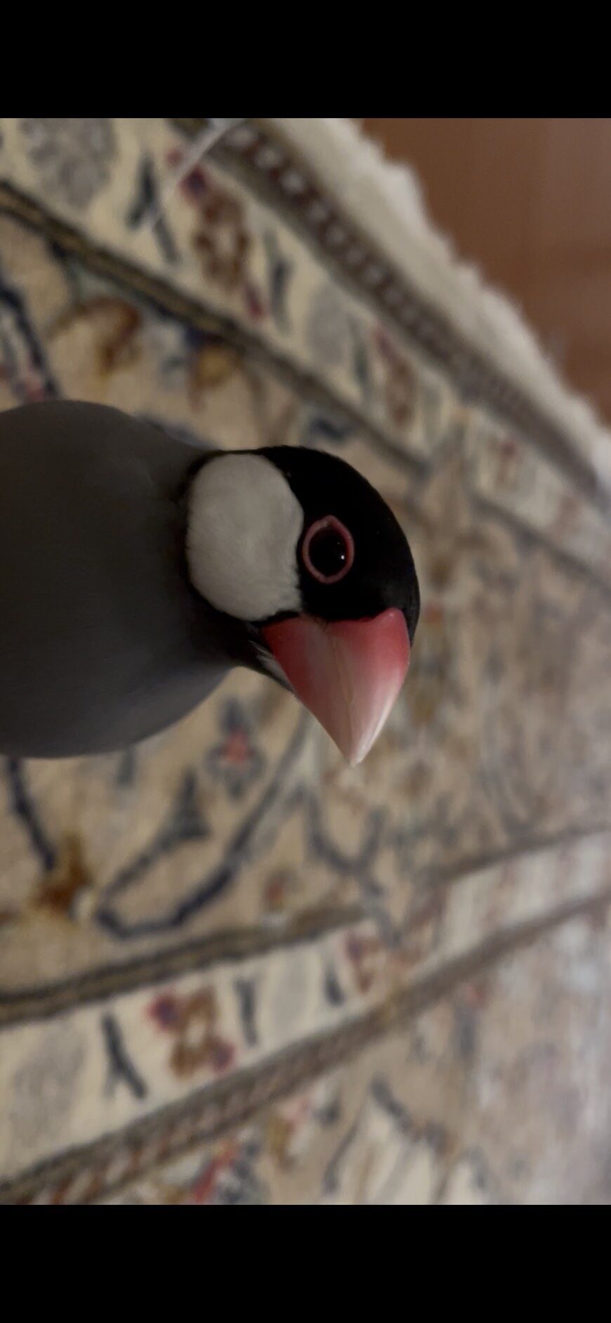 トシチャン