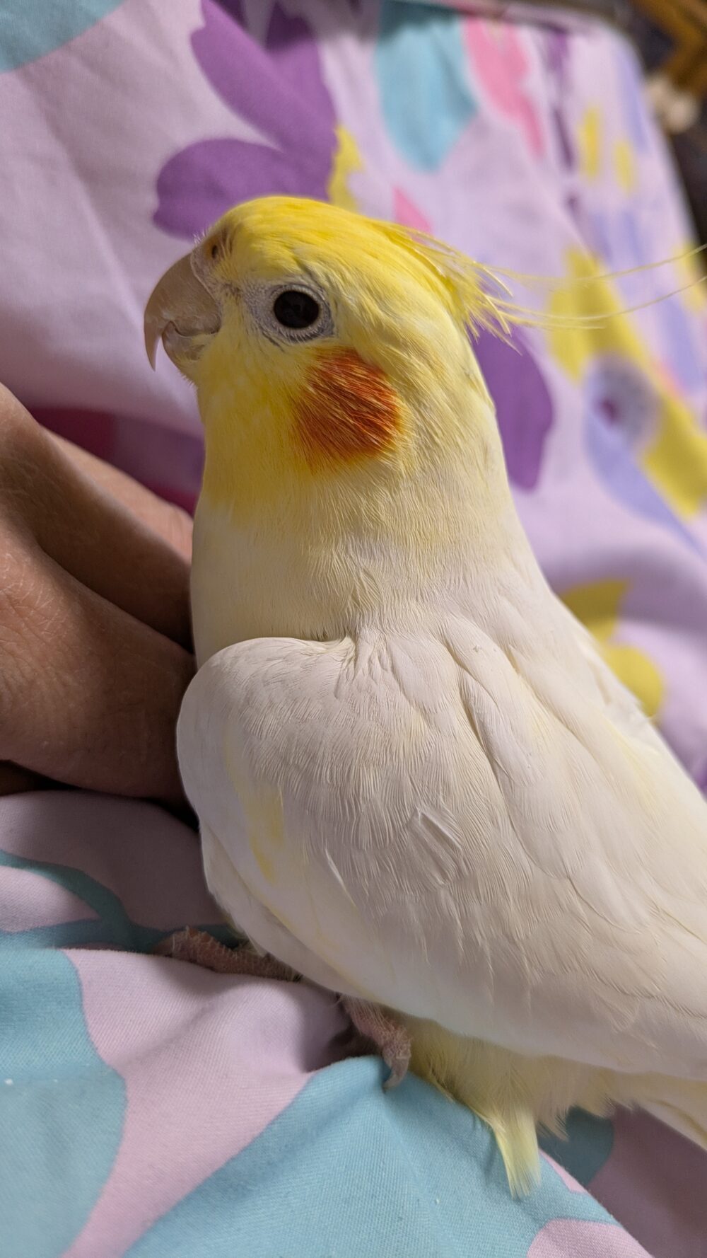 supapujo