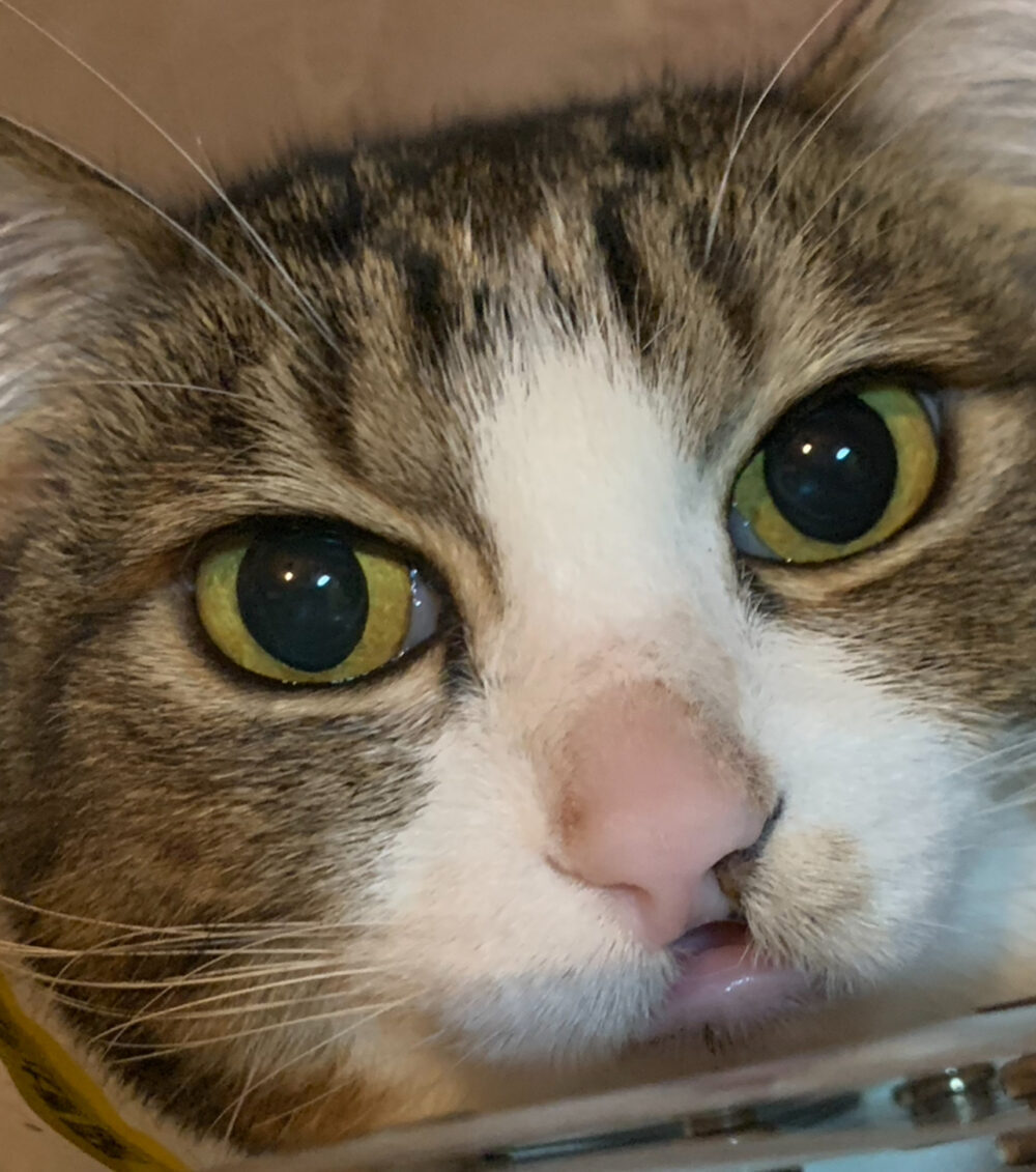 キムラ