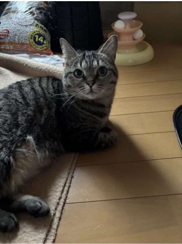 sachi