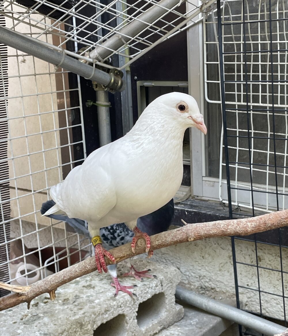 ルーミン