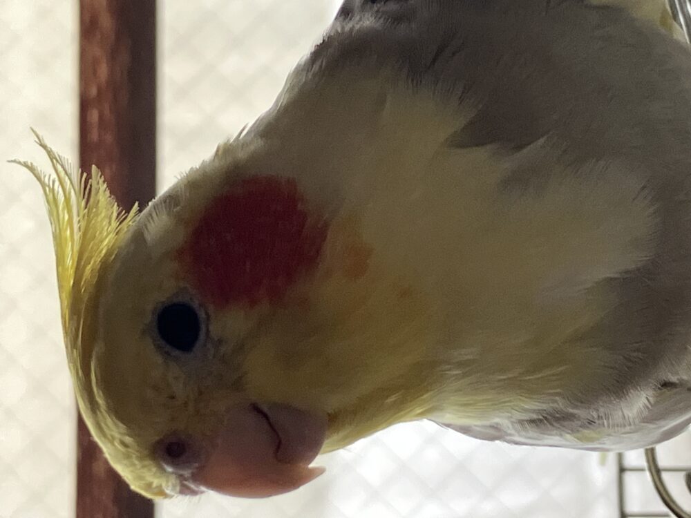 マル