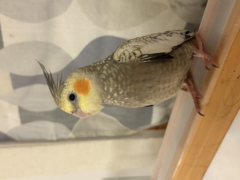 ホルスの飼い主