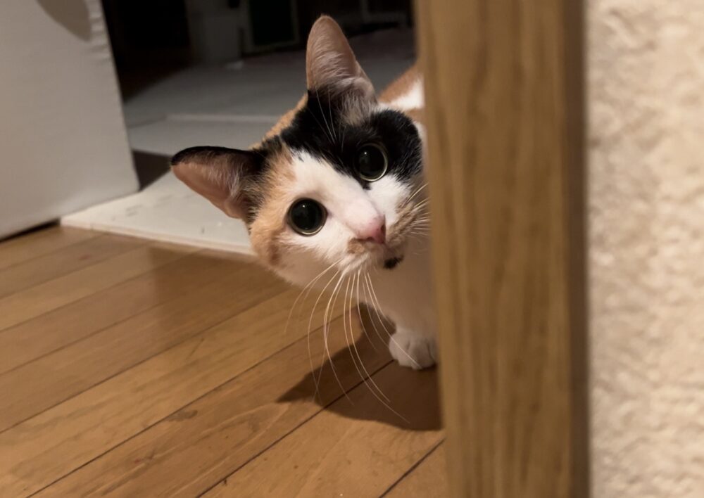 みけ