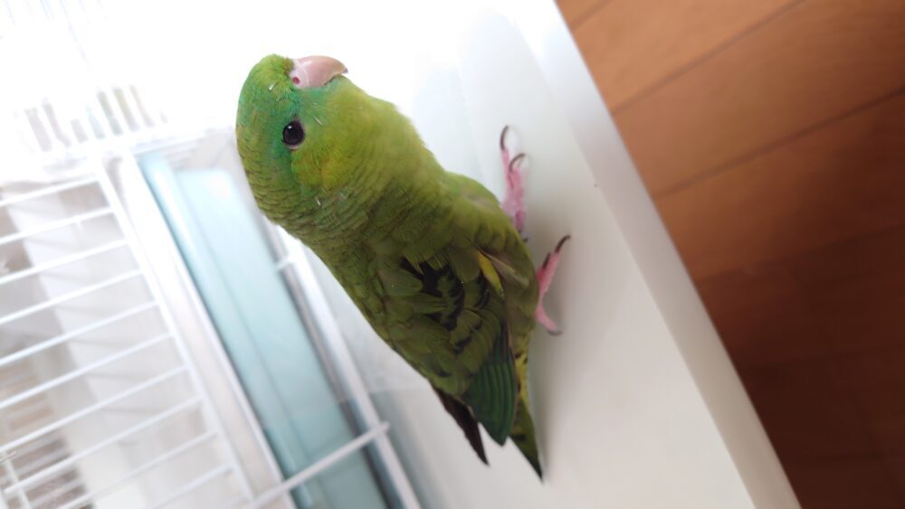 ムラ