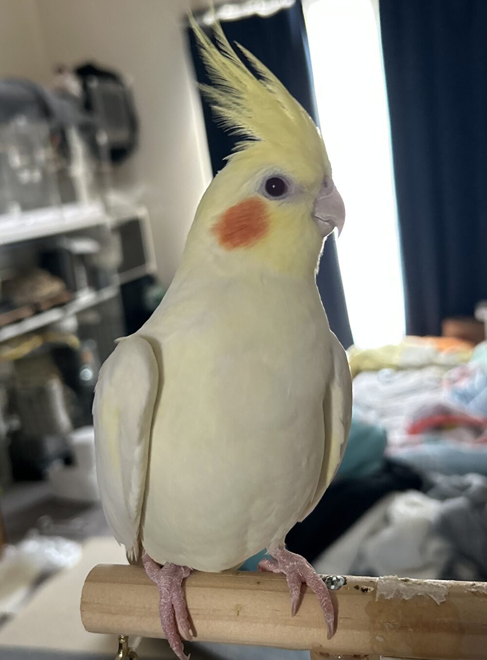 きき