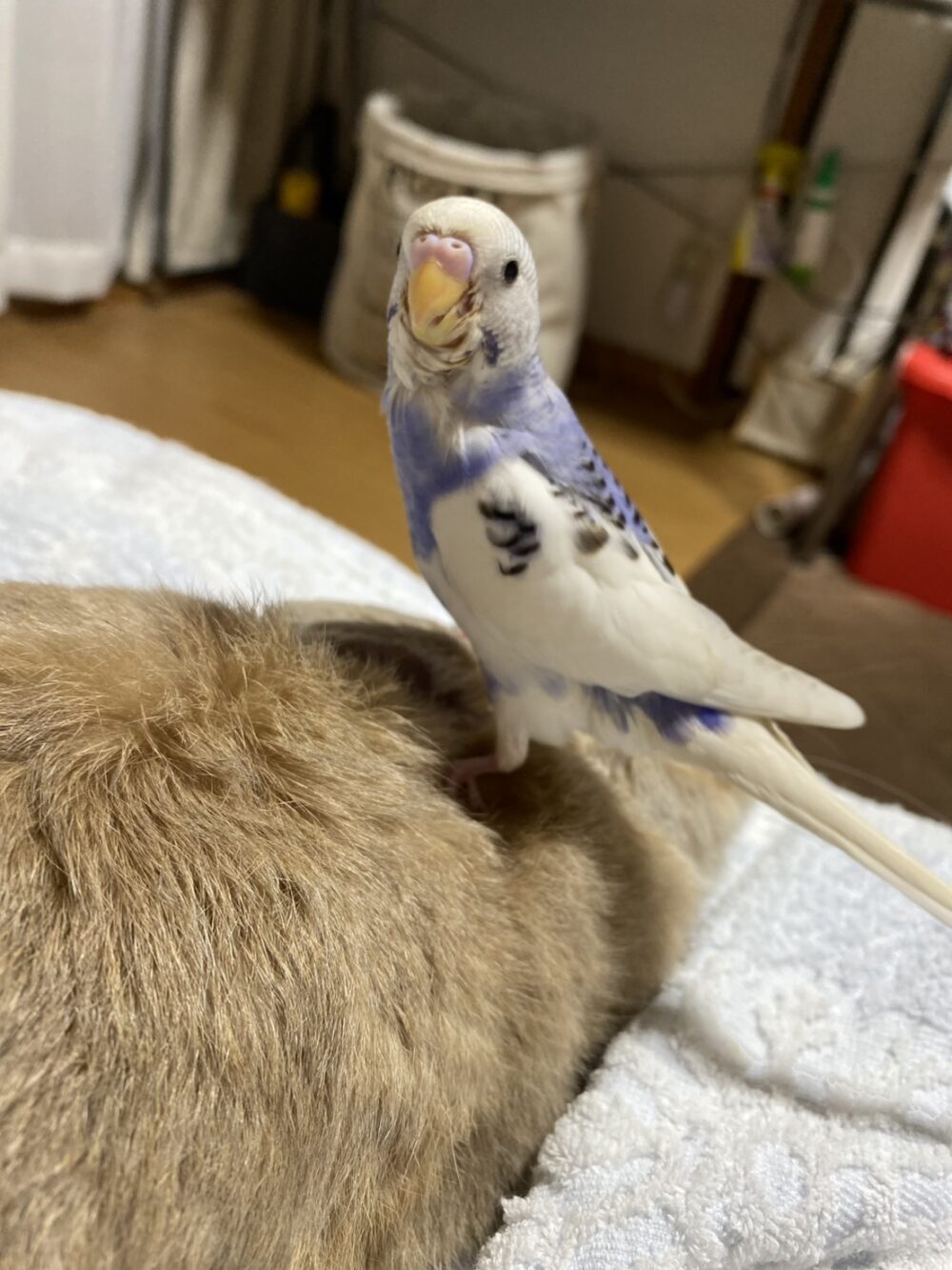 よし子