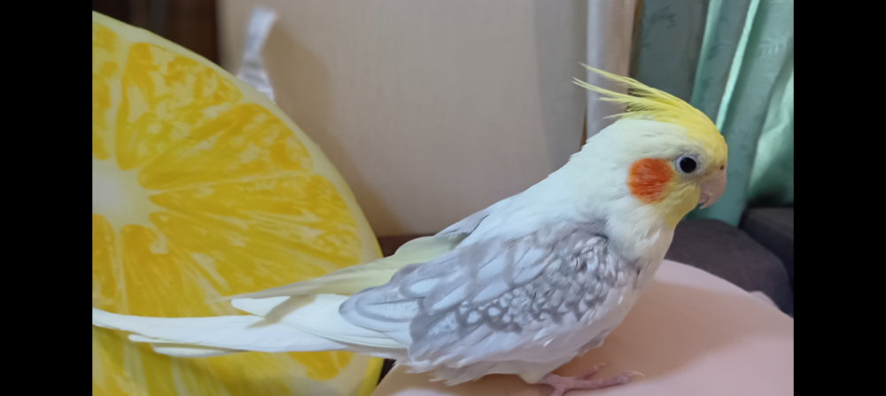 おーた