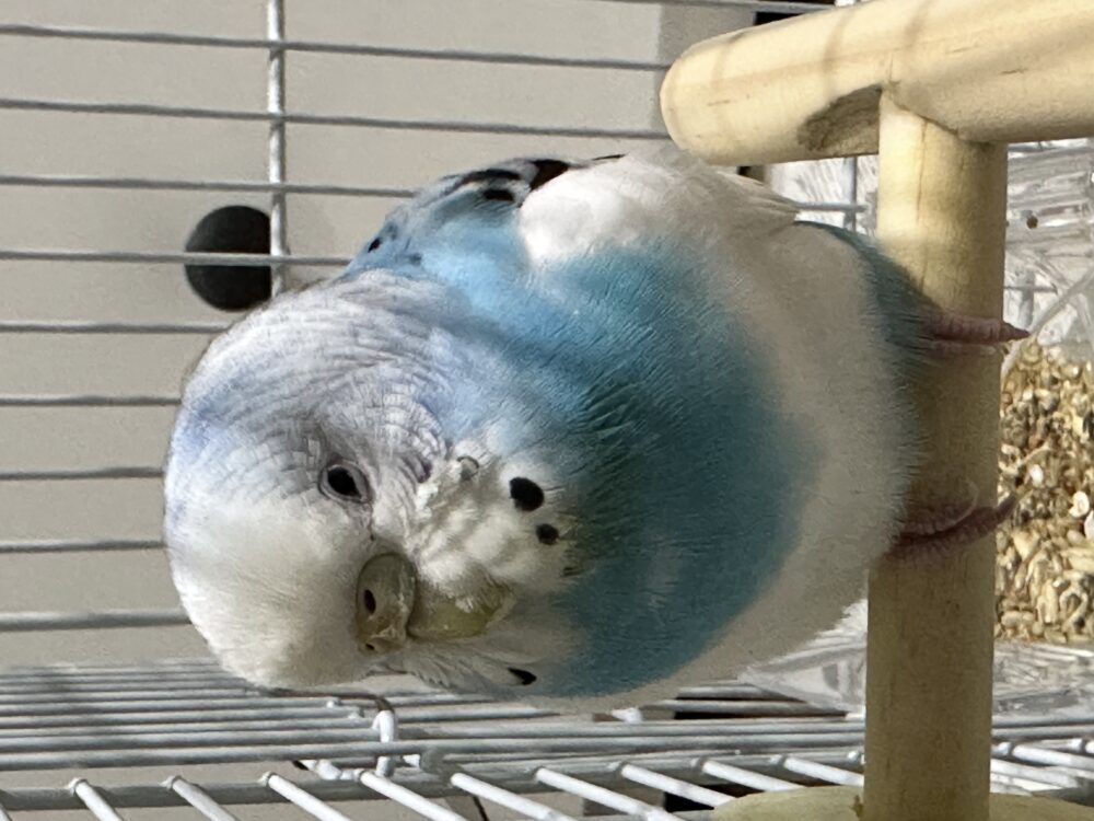 Yohei