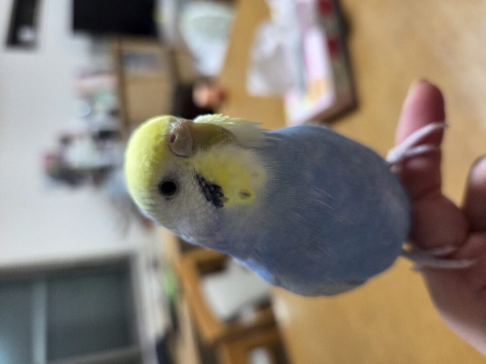 ゆうちゃん