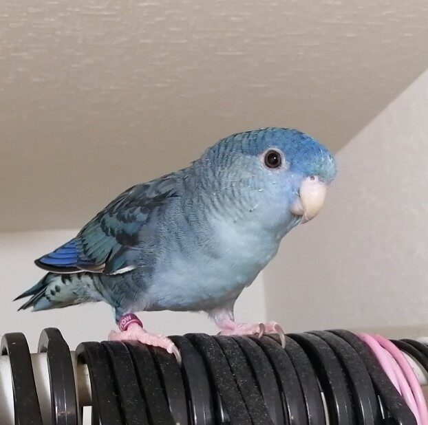 レモン