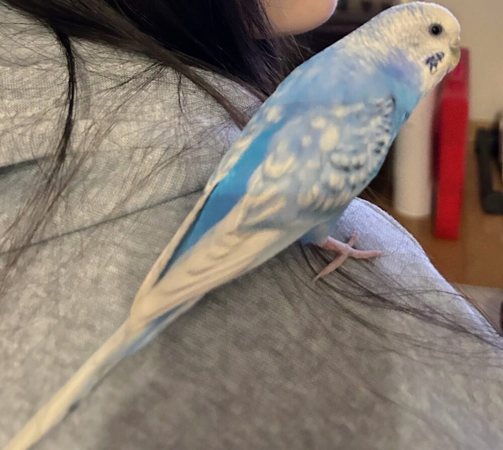翼